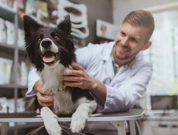 Happy Dog laying on top of a clinic table with a veterinarian